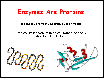 Enzymes Are Proteins