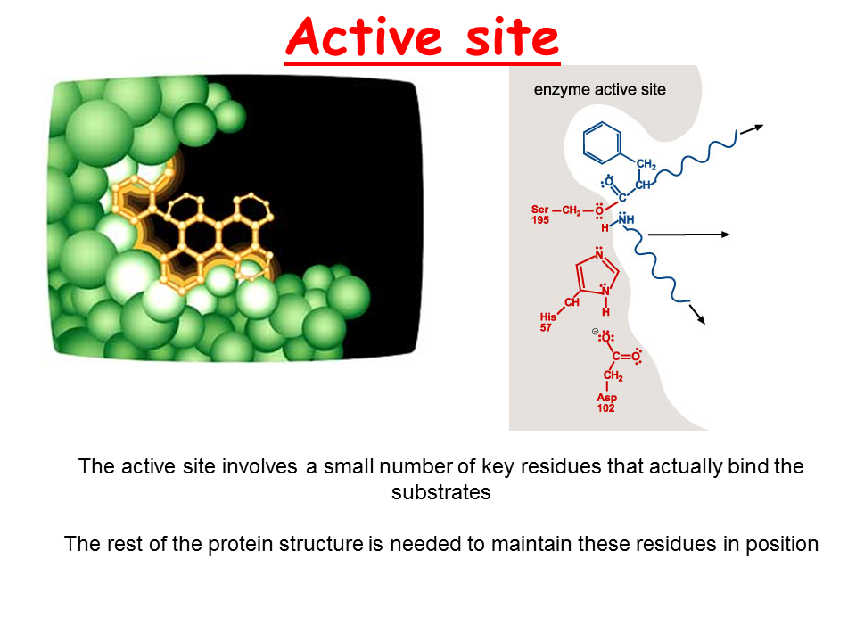 Action site. Structure of the Active Center of Enzymes. The Active Center of the Enzyme. Active site. Enzymes structure.