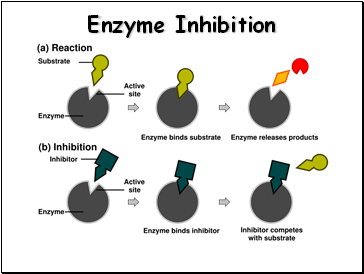 Enzyme Inhibition