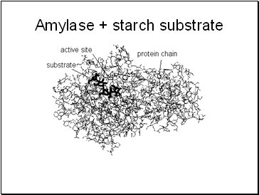 Amylase + starch substrate