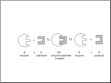 How do enzymes work?