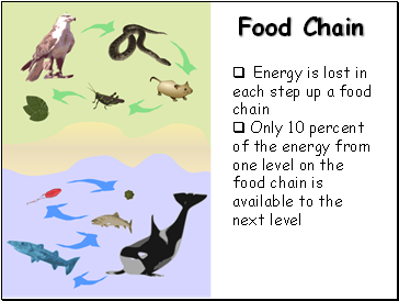 Food Chain