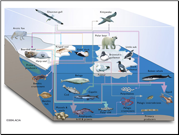 Arctic Marine Food Web