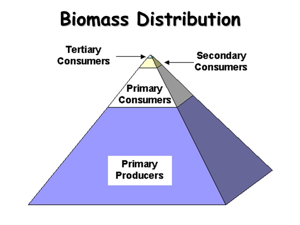 Food Webs. Energy Flow in Ecosystems - Presentation Biology