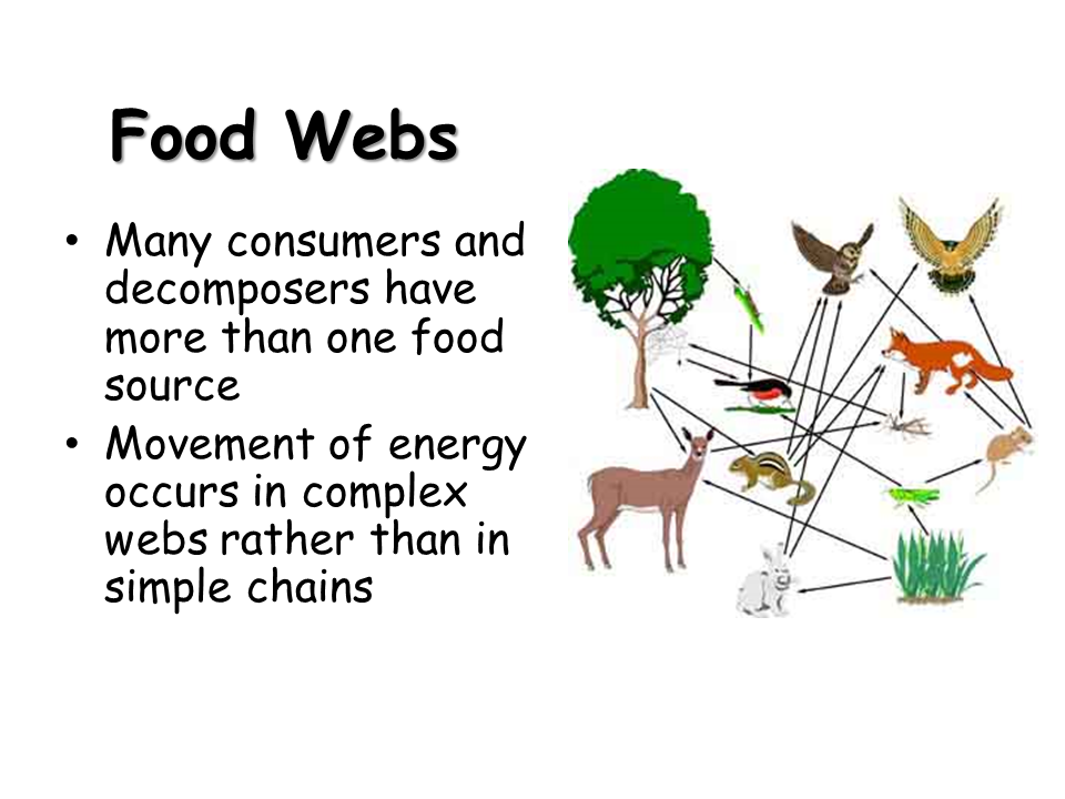 Food Webs. Energy Flow in Ecosystems - Presentation Biology