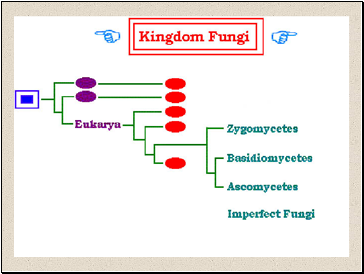 Fungi