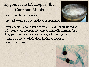 Zygomycota (Rhizopus) the Common Molds