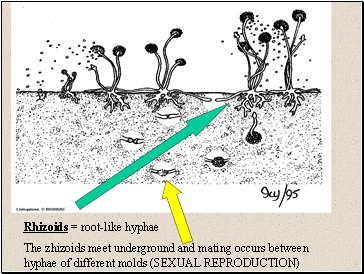 Rhizoids = root-like hyphae