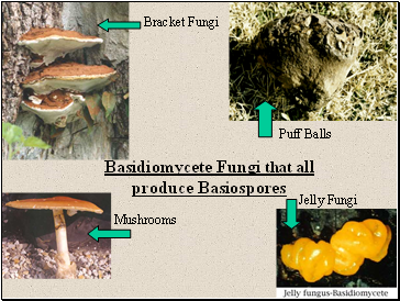 Bracket Fungi