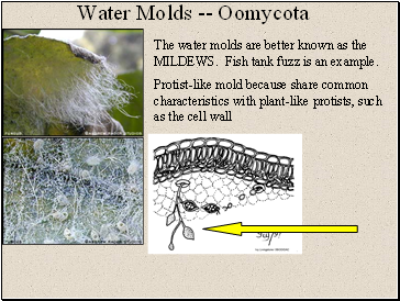 Water Molds -- Oomycota