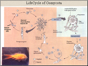 LifeCycle of Oomycota