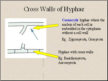 Cross Walls of Hyphae