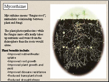 Mycorrhizae