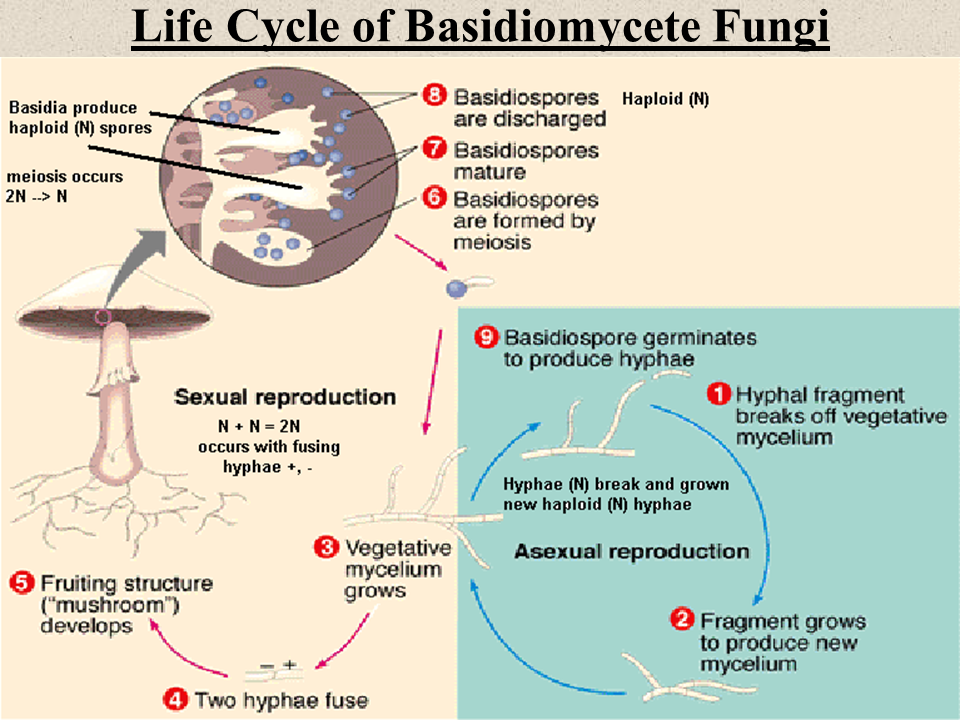 club fungi life cycle