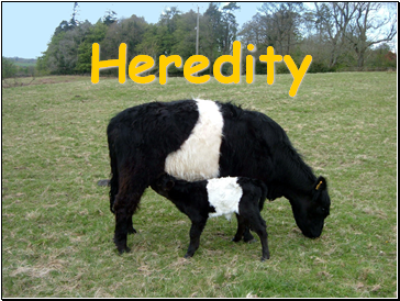 Heredity