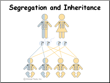 Segregation and Inheritance