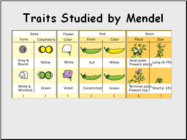 Traits Studied by Mendel