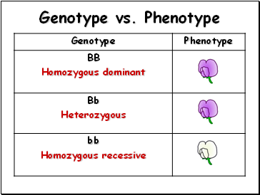 Genotype vs. Phenotype