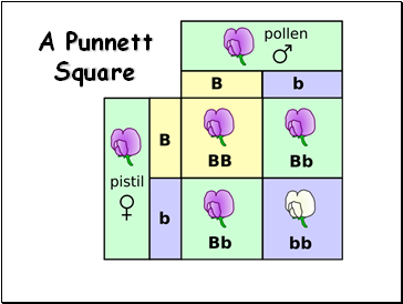 A Punnett Square