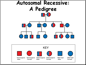 Autosomal Recessive: A Pedigree