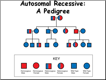 Heredity - Presentation Biology lupus diagram 