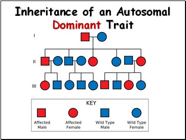 Inheritance of an Autosomal Dominant Trait