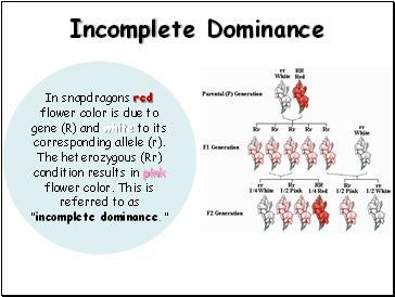 Incomplete Dominance