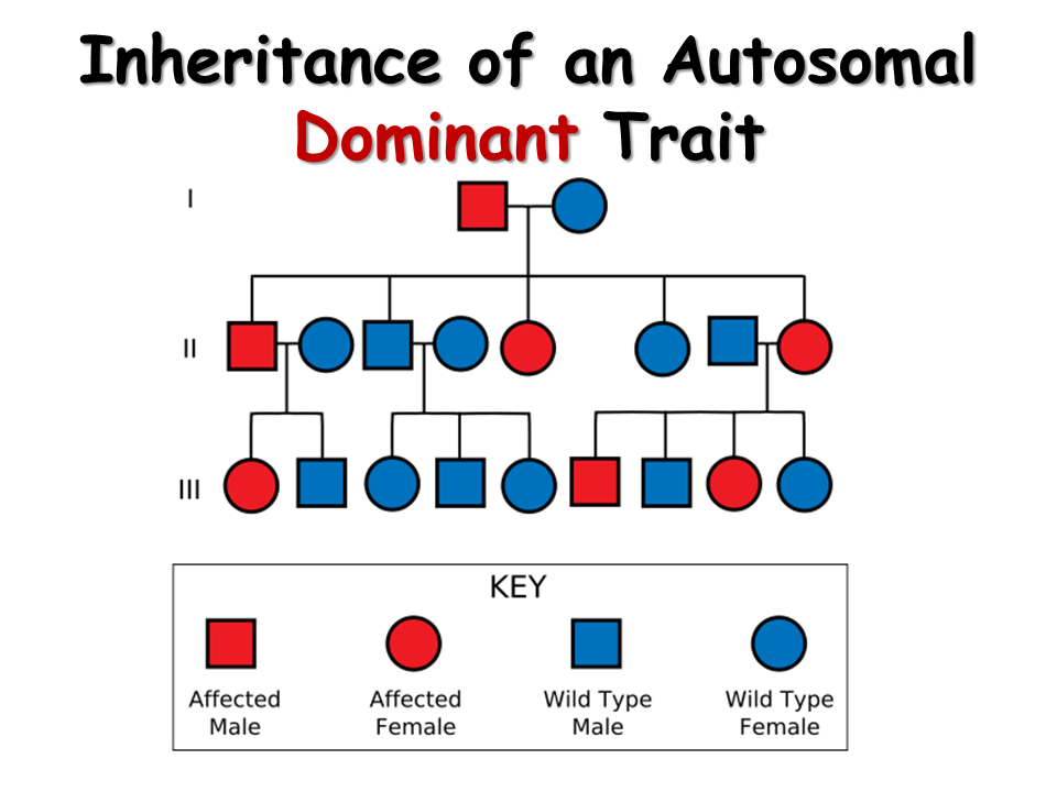 Dominant Trait Meaning In Biology : Biology Unit 5 Notes: Non-Mendelian ...