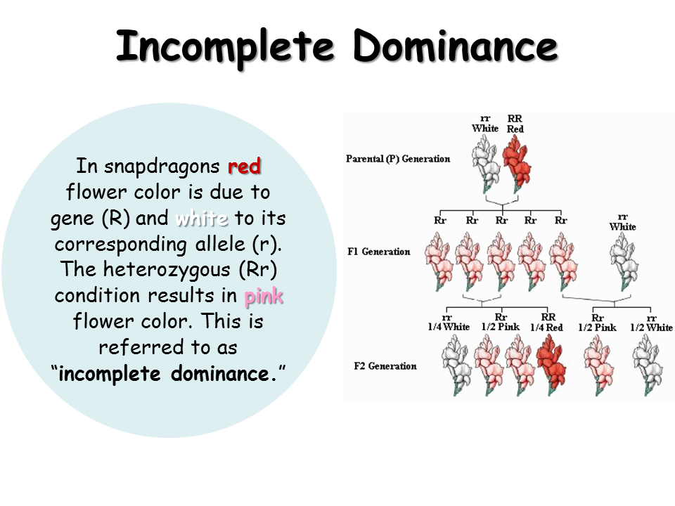 Incomplete Dominance. 