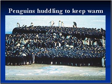 Penguins huddling to keep warm