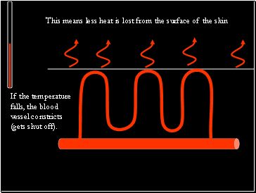 If the temperature falls, the blood vessel constricts (gets shut off).