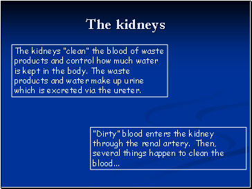 The kidneys