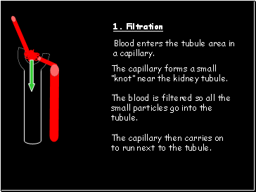 Blood enters the tubule area in a capillary.