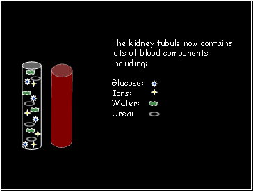 The kidney tubule now contains lots of blood components including: