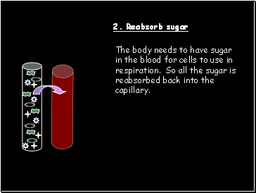 2. Reabsorb sugar