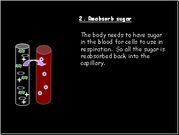 2. Reabsorb sugar