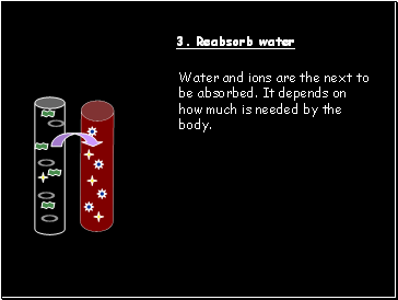 3. Reabsorb water