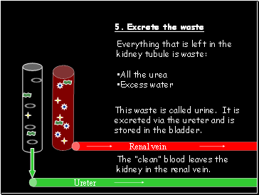 5. Excrete the waste