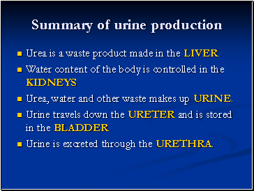 Summary of urine production