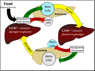 The Role of Hormones