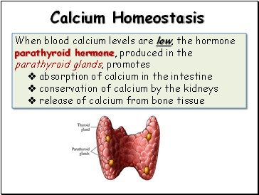 Calcium Homeostasis