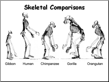 Skeletal Comparisons