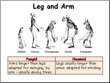 Leg and Arm