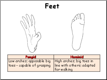 Feet