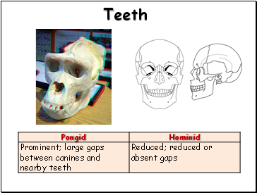 Teeth