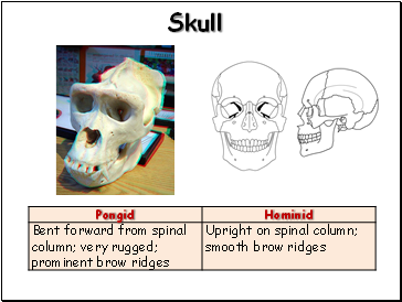 Skull