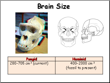 Brain Size