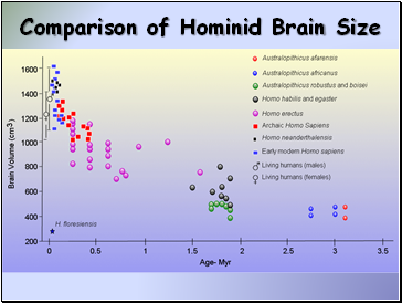 Comparison of Hominid Brain Size
