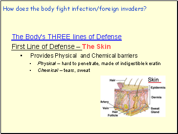 How does the body fight infection/foreign invaders?