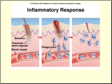 How does the body fight infection/foreign invaders?